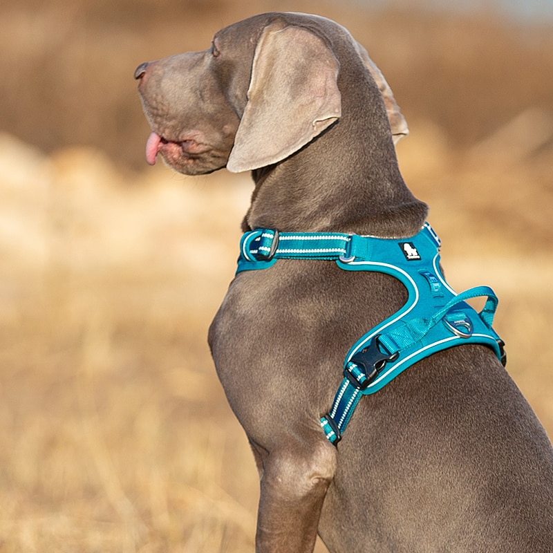 Truelove Front Nylon Dog Harness No Pull Vest Soft Adjustable Safety Harness For Dog Small Large Running Training French Bulldog | Fugo Best