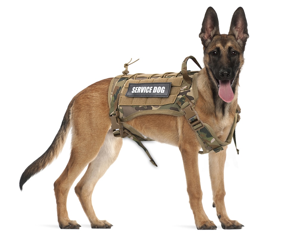 Tactical Dog Harness German Shepherd Pet Dog Harness Vest Nylon Bungee Dog Leash Harness For Small Large Dogs | Fugo Best