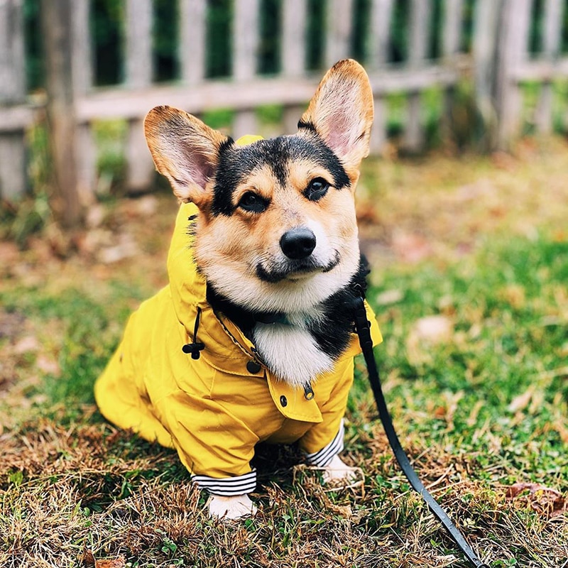 Pet Dog Coat Waterproof Jacket for Small Medium Large Dogs Cats Pet Raincoat Dog Sport Hoodies Popa Perro Pet Fashion Clothes | Fugo Best
