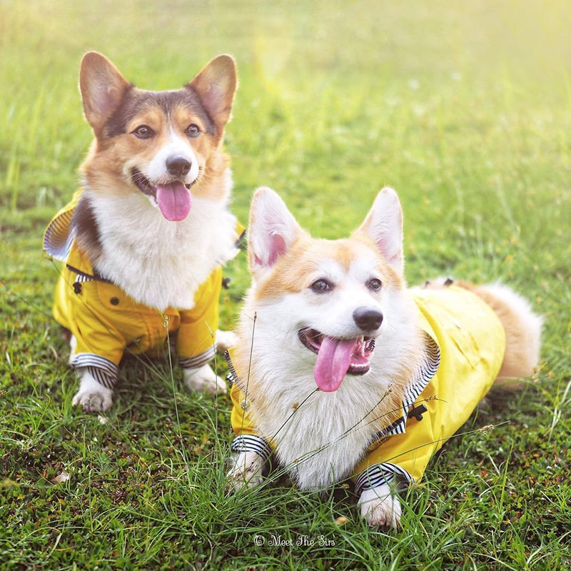 Pet Dog Coat Waterproof Jacket for Small Medium Large Dogs Cats Pet Raincoat Dog Sport Hoodies Popa Perro Pet Fashion Clothes | Fugo Best