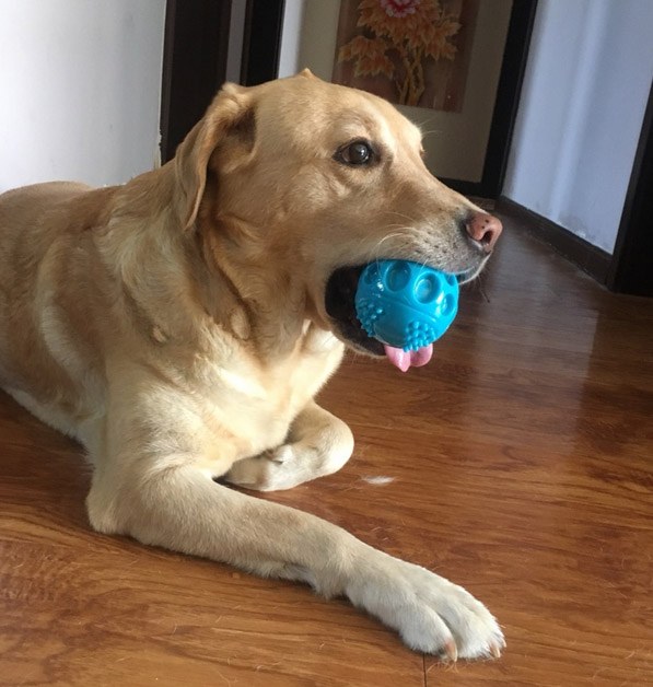 CAITEC Dog Toys Squeaking Bouncing Ball Durable Floatable Springy Pet Toys Squeaky Ball Bite Resistant for Small to Large Dogs | Fugo Best